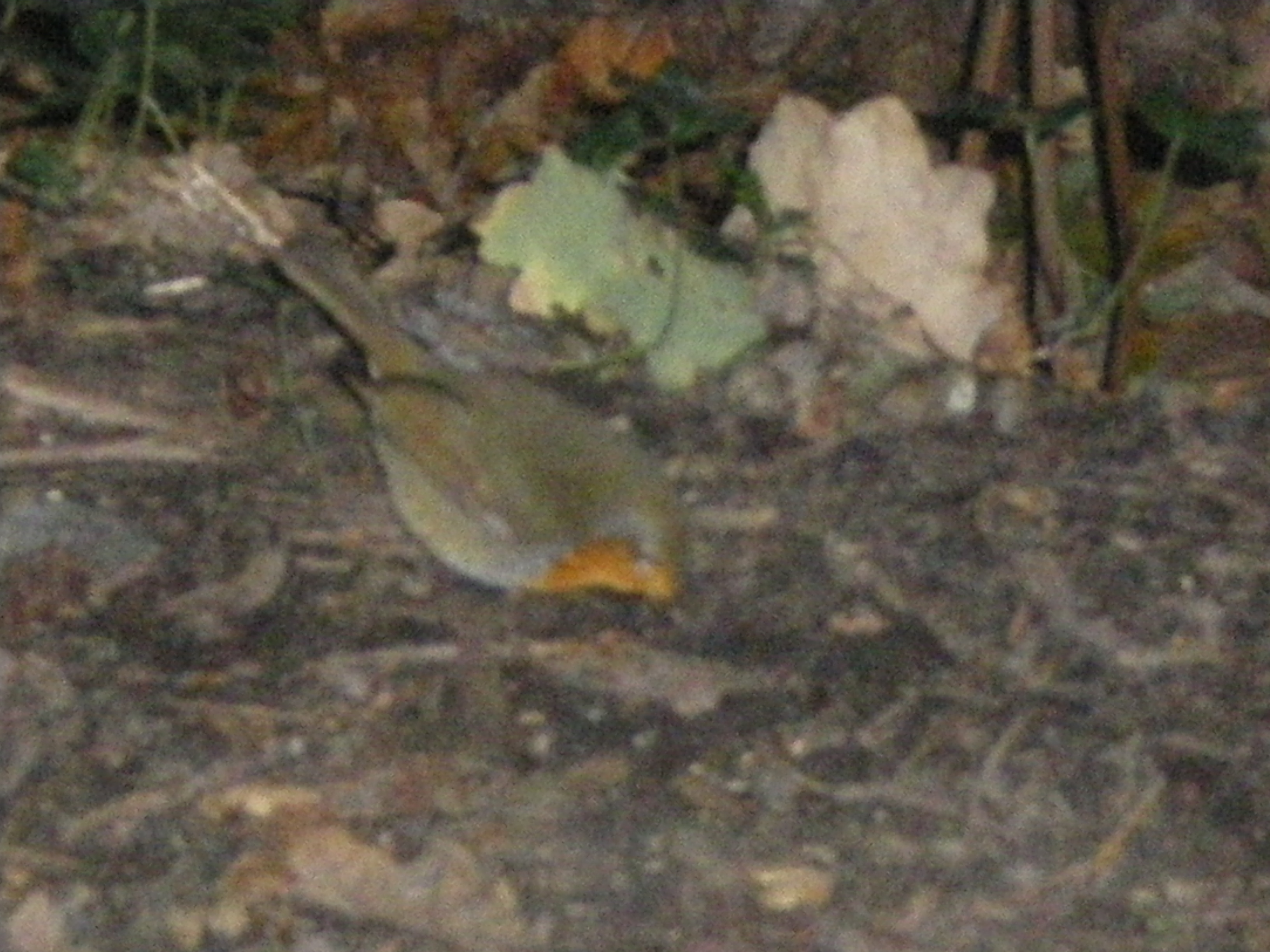 Robin